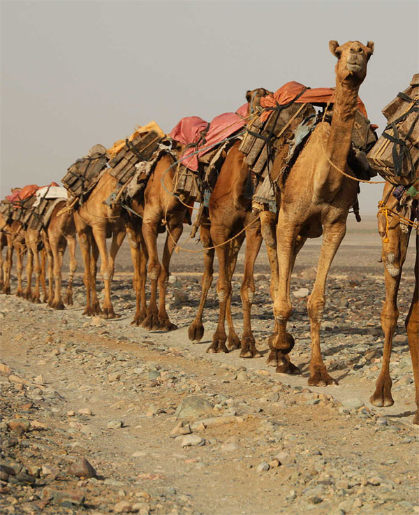 Coffee Caravan Route landscape